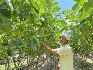 富田農園さん訪問 富田農園さん訪問